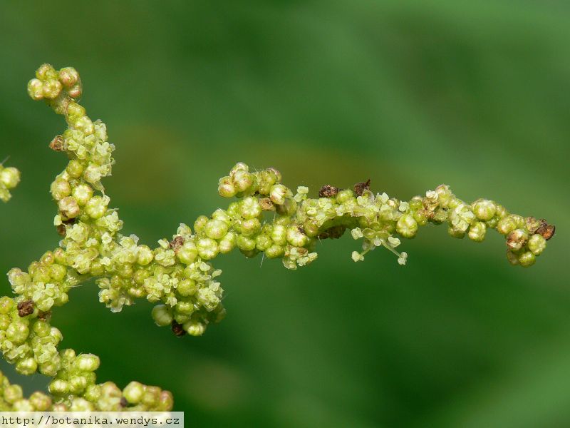 Kopřiva kořen řezaný